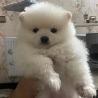 سگ پامرانین اصیل