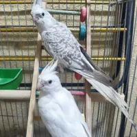 دو عدد عروس هلندی جوان با قفس بزرگ