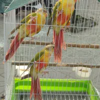 جوجه گرینچیک آناناسی دبل رد و ملنگو|پرنده|رشت, گلسار|دیوار