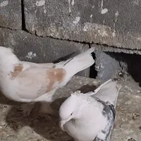 کفتر کبوتر  معاوضه|پرنده|صباشهر, |دیوار