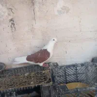 کبوتر بلند پرواز|پرنده|نوشین شهر, |دیوار