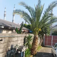 درخت فونیکس ویوکا