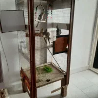 عروس هلندی