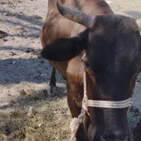 گاو ماده با گوساله