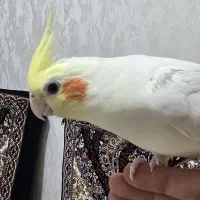 عروس هلندی ماده