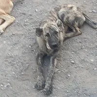 سگ افغانی|سگ|تهران, فردوس|دیوار