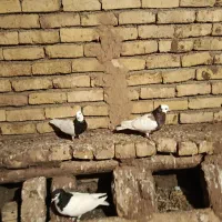 طوقی|پرنده|نیشابور, مازول|دیوار