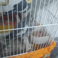 عروس هلندی|پرنده|آستانه اشرفیه, |دیوار