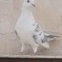 کفتر گرفتنی|پرنده|ری, دولت‌آباد|دیوار