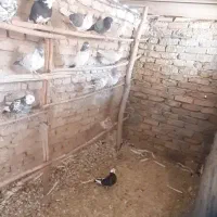 کفتر تهرانی پرش سنگین|پرنده|شریفآباد, |دیوار