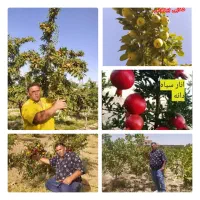 نهالستان سبزنهال انواع نهال های مثمر و غیر مثمر|خدمات باغبانی و درختکاری|مهریز, |دیوار