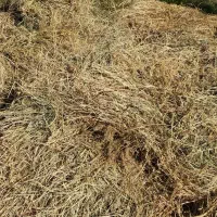 سلام‌خدمت‌دوستان‌علوفه‌فروشی