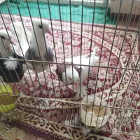 طوقی|پرنده|برخوار, |دیوار