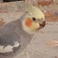 پرنده