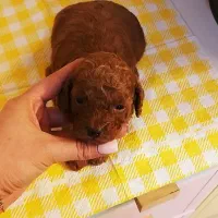 پودل ۲ ماهه|سگ|محمدشهر, محمدشهر|دیوار