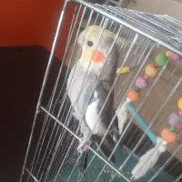 عروس هلندی نر  دستی