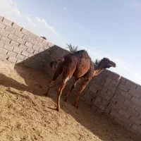 شتر
