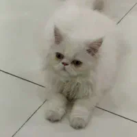 گربه پرشین نر