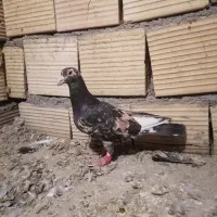 سارنر هفت رنگ|پرنده|فردوس (خراسان), |دیوار