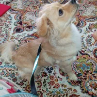 سگ اشپیدز گلدن|سگ|قدس, شهر‌قدس|دیوار