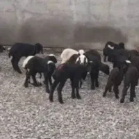 بره شیری