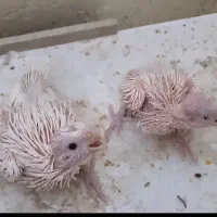 جوجه عروس هلندی آلبینو