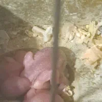 ۳ عدد جوجه مرغ عشق