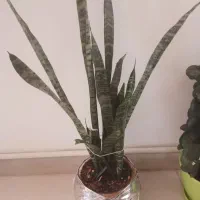 انواع گل با قیمت مناسب|گل و گیاه طبیعی|هشتگرد, فاز ۲ مهستان|دیوار