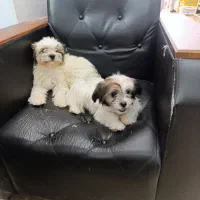 واگذاری یک جفت سگ شیتزو چهار ماه