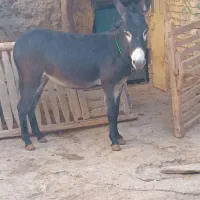 دوعدد الاغ نر و ماده جوان|حیوانات مزرعه|قره چای, |دیوار