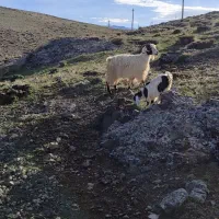 بز با بزغاله جوان