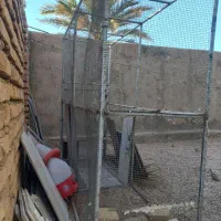 قیمت ۴ تومن