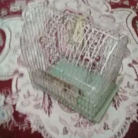 قفس سره قناری