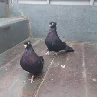 3جفت صرب معاوضه وفروش