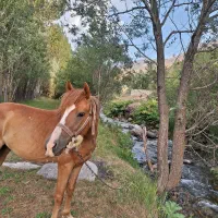 اسب نریون اخته شده. بسیار ارام .و تیز|اسب و تجهیزات اسبسواری|کرج, گلدشت|دیوار