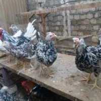 تخم مرغ نطفه دار گلین|حیوانات مزرعه|قم, بیانی|دیوار