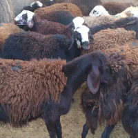 بره ماده|حیوانات مزرعه|فیروزآباد (لرستان), |دیوار