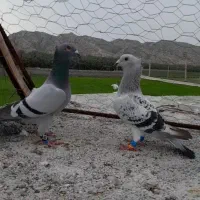 جفت تاجی پلاکی درجه ۱