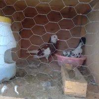 کبوتر