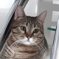 گربه DSH|گربه|تهران, بهداشت|دیوار