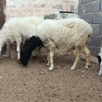 ۲ عدد گوسفند پوزه عقابی شیری و ۲قلو زاییده سر مایع|حیوانات مزرعه|رفسنجان, |دیوار