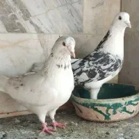 کفتر کبوتر|پرنده|تهران, دولتخواه شمالی|دیوار