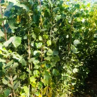 نهال سالـم و شناسنامه دار