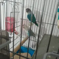 طوطی برزیلی جفت