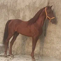 فروش اسب نریان یا معاوضه با مادیان خوب|اسب و تجهیزات اسبسواری|داراب, |دیوار