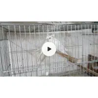 عروس هلندی،گرینچیک