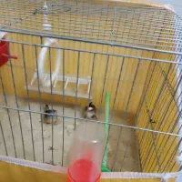 فنج|پرنده|بروجن, |دیوار