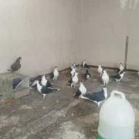 کفتر شیرازی