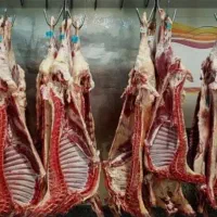 گوشت. مرغ ماهی لبنیات