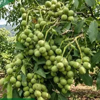 از هر هکتار گردو ۶ تن برداشت کن